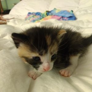 Meet your Posher, Rj